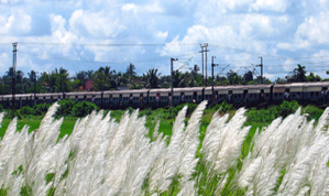 Rural landscape in West Bengal